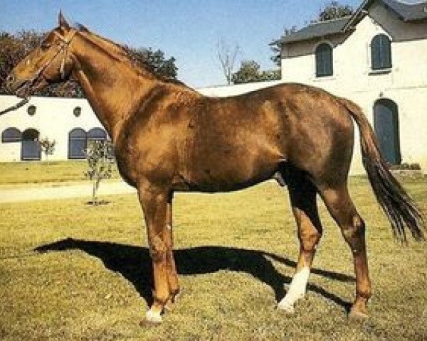 stallion Rigolo IV AA (Anglo-Arabs, 1971, from Djerba Oua ox)