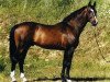 stallion Robin II Z (Hanoverian, 1987, from Ramiro Z)
