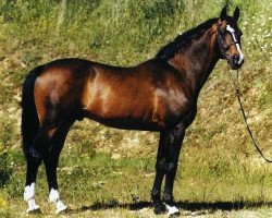 Deckhengst Robin II Z (Hannoveraner, 1987, von Ramiro Z)