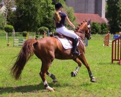 dressage horse Kasparow 10 (German Sport Horse, 2008, from Kaiser Karl)