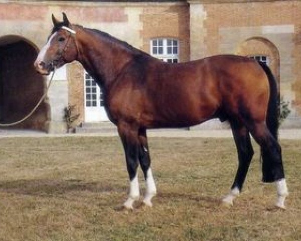 stallion Rocroi II (Selle Français, 1983, from Pot d'Or xx)