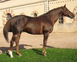 stallion Baloo du Camp (Selle Français, 1989, from Lou Piguet xx)