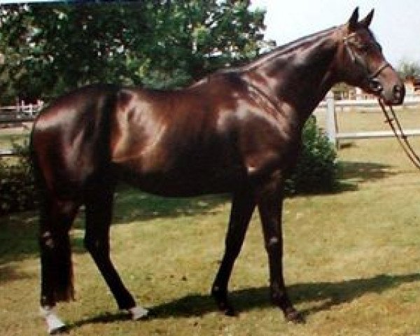 stallion Rivtor de Landette xx (Thoroughbred, 1987, from Rivelago xx)