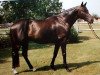 stallion Rivtor de Landette xx (Thoroughbred, 1987, from Rivelago xx)