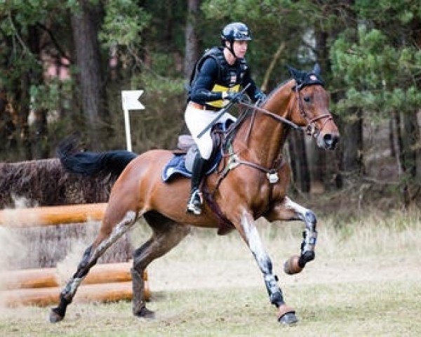 Pferd Rakam D'Emra (Selle Français, 2005, von Rivtor de Landette xx)