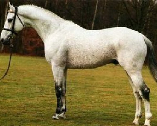 stallion Ksarset xx (Thoroughbred, 1970, from Setubal xx)