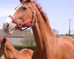 broodmare Perle du Ri d'Asse (Belgian Warmblood, 1992, from Grannus)