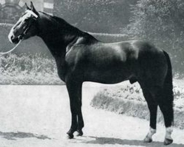 stallion Triboudais (Selle Français, 1963, from Galopin VI xx)