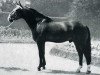 stallion Triboudais (Selle Français, 1963, from Galopin VI xx)