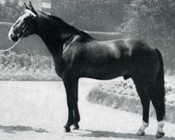 Deckhengst Triboudais (Selle Français, 1963, von Galopin VI xx)