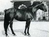 stallion Bill de Varfeuil (Selle Français, 1967, from Mersebourg)