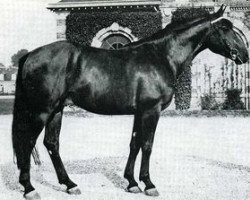 stallion Bill de Varfeuil (Selle Français, 1967, from Mersebourg)