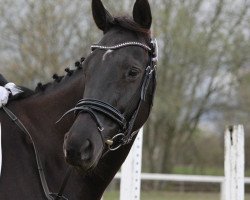 horse Nicolette 19 (Hanoverian, 2001, from Natiello xx)