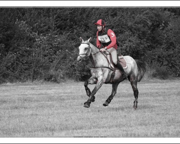 horse Rajah du Ninet (Selle Français, 2005, from Eclat de la Pierre AA)