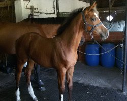 broodmare Cascadella 7 (Westphalian, 2016, from Cascadello)