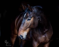 dressage horse Esperianzo (Hessian Warmblood, 2004, from Epernay)