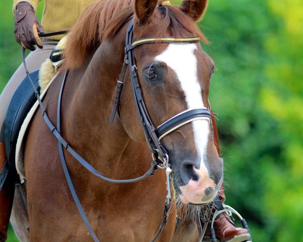 dressage horse Don Farino (Oldenburg, 2000, from Don Larino 171 FIN)