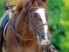 dressage horse Don Farino (Oldenburg, 2000, from Don Larino 171 FIN)