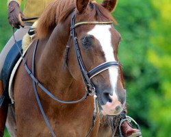 Dressurpferd Don Farino (Oldenburger, 2000, von Don Larino 171 FIN)