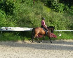 jumper Dorothy Diamond (German Riding Pony, 2004, from Doodoo)