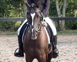 dressage horse Kanto 4 (German Riding Pony, 2007, from Kaiserstolz)