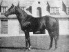 stallion Mat de Cocagne xx (Thoroughbred, 1948, from Birikil xx)