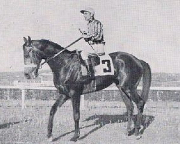 stallion Touragua xx (Thoroughbred, 1951, from Tourbillon xx)