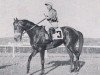 stallion Touragua xx (Thoroughbred, 1951, from Tourbillon xx)