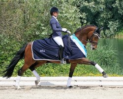 dressage horse Chilly Jam DSP (Bavarian, 2010, from Glock's Romanov)