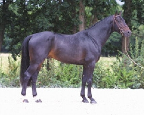 stallion Jokus Latour (Selle Français, 1997, from Contender)