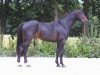 stallion Jokus Latour (Selle Français, 1997, from Contender)