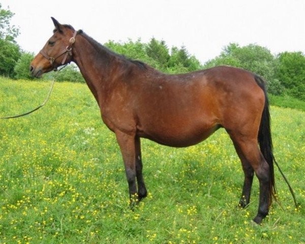 broodmare Talara d'Argonne xx (Thoroughbred, 1985, from Boniface xx)