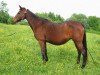 broodmare Talara d'Argonne xx (Thoroughbred, 1985, from Boniface xx)