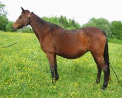 broodmare Talara d'Argonne xx (Thoroughbred, 1985, from Boniface xx)