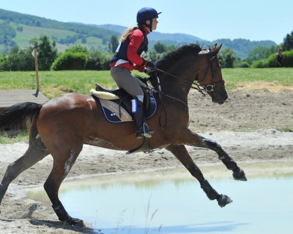 Pferd Rain Man D'Argonne (Selle Français, 2005, von Jokus Latour)