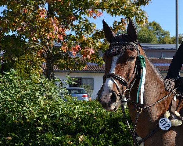 dressage horse Bolheim's Pieter (Nederlands Welsh Ridepony, 2002, from Vita Nova's Hanassie)