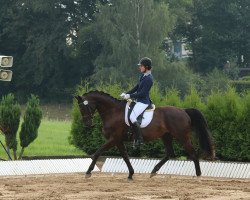 dressage horse Hanley 6 (German Warmblood, 2010, from Hochmeister)