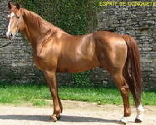 stallion Esprit De Conquete (Selle Français, 1992, from Hurlevent)