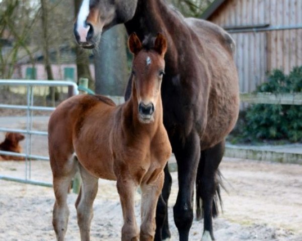 broodmare Wild Summer (Hanoverian, 1999, from World Cup II)