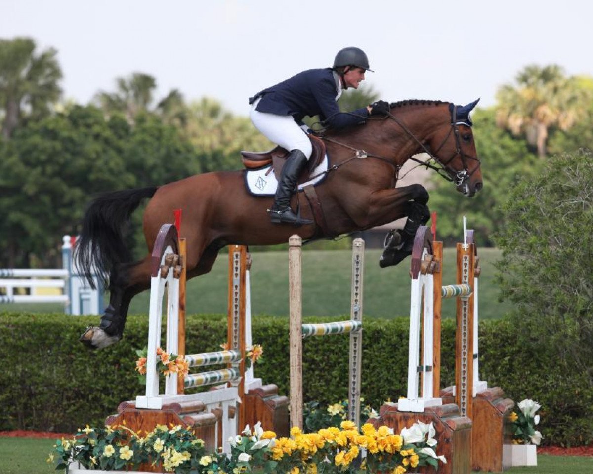 Deckhengst Radco d'Houtveld (Belgium Sporthorse, 2001, von Darco)