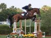 stallion Radco d'Houtveld (Belgium Sporthorse, 2001, from Darco)