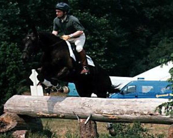 Pferd Bodygard GM (Trakehner, 1994, von Schwarzwaelder)