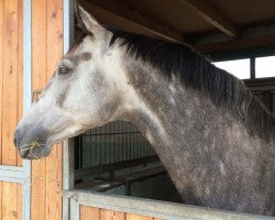 dressage horse Alfonso (Mecklenburg, 2011, from Ampère)