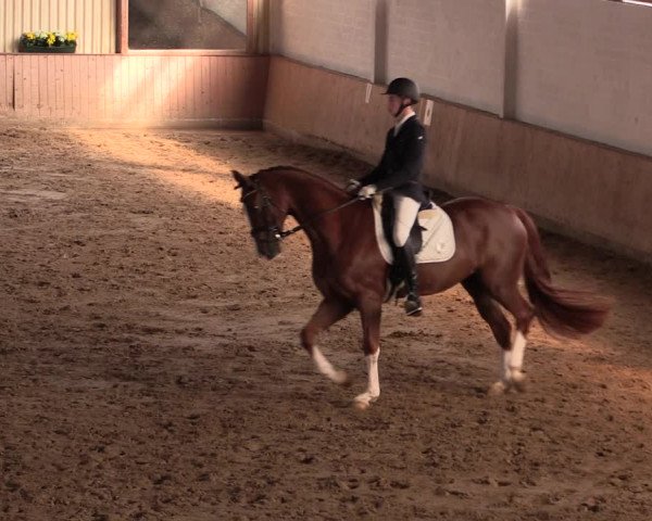 Reitturnier Lüdinghausen-Westrup 2019