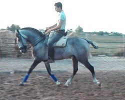 horse El nuevo (Lusitano, 2009)