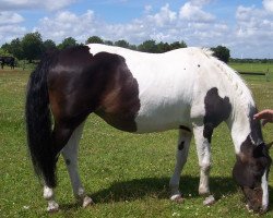 broodmare Fantasie (Pinto / Small Riding Horse, 1992, from Sando Paso N)