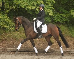 dressage horse Salida del Sol 19 (Oldenburg, 2009, from Sir Nymphenburg I)