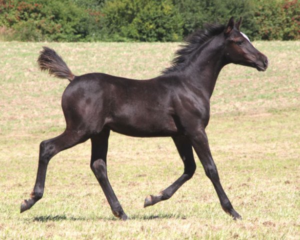 Deckhengst GH Mahamadou (Vollblutaraber, 2016, von Muddassir B' Mehamam)