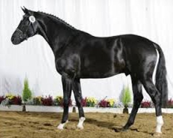 stallion Sir Savoy (Hanoverian, 2002, from Sandro Hit)