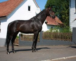 stallion Magic Mountain xx (Thoroughbred, 2004, from Surako xx)